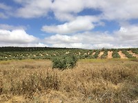 Olijfbomen onderweg 2