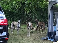 Honden toegestaan op de camping