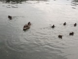 Eendjes in the Reflection Pond
