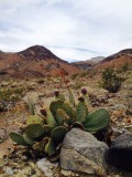 Nog een cactus