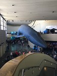 IMG_7518