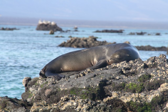 Zeeleeuw warmt op in de zon Foto Erwin en Sarah de wereld rond!
