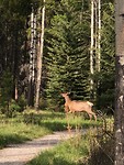 Rendier in Banff