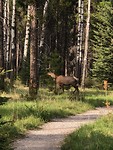 Rendier in Banff