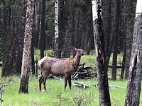 Rendier in Banff