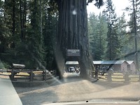 The Drive-Thru Tree 🌲
