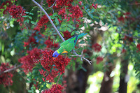 Rainbow lorikeet in Botanical garden