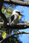 De kookaburra