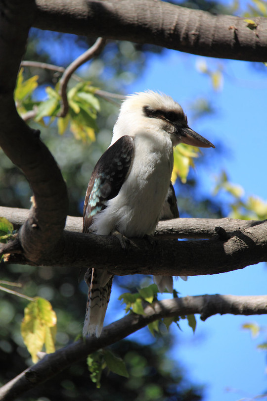 De kookaburra