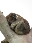 Koala in Cape Otway NP