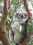 Koala in Cape Otway NP