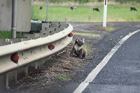 Koala langs de weg, lichtelijk in paniek