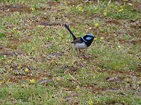 Blue wren