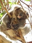 Koala op Kangaroo Island