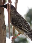 Vogel die niet wilde poseren...