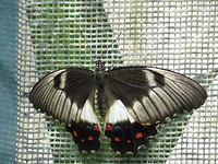 In het vlinder park