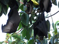 Flying foxes