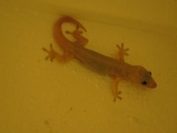 Gekko op balkon