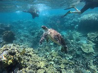 Zeeschildpad