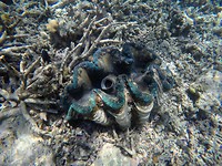 Grote schelp