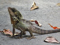 Boyd's forest dragon