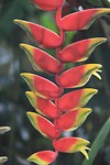 Bloemen in Daintree