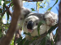 Koala op Magnetic Island