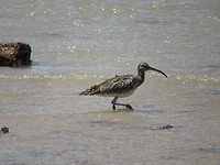Bij het strand van Picnic Bay