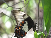 Vlinder