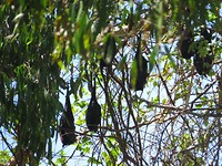 Slapende flying foxes