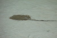 Pijlstaartrog/sting ray