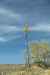 Bloeiende cactus
