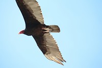Kalkoengier
