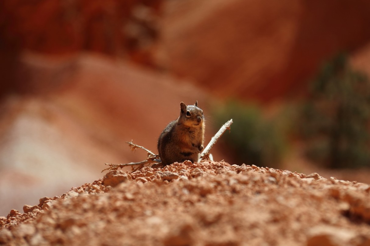Een chipmunk