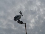 pelikaan
