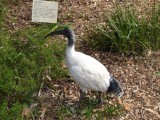 Vogel