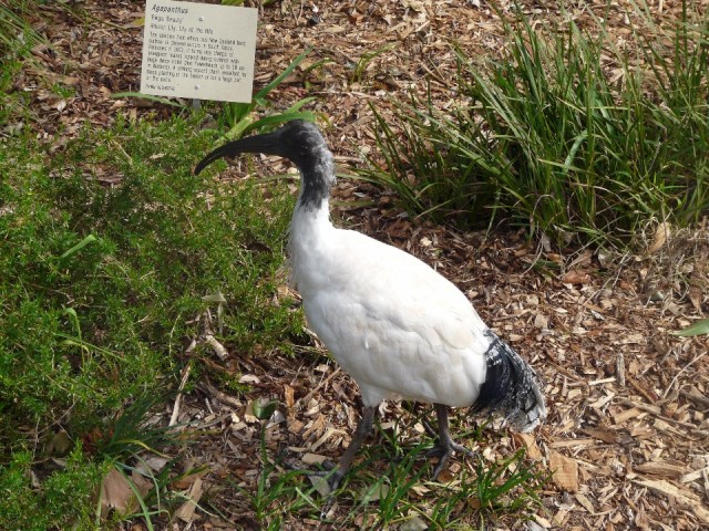 Vogel
