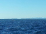 Spot de walvis