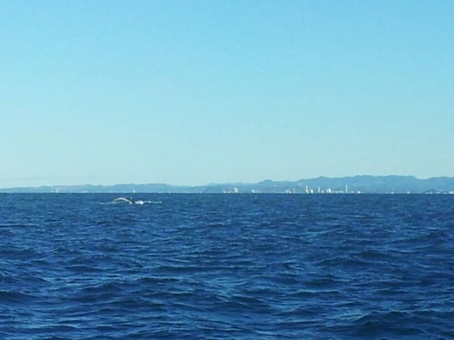 Spot de walvis
