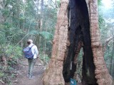 Best een grote boom