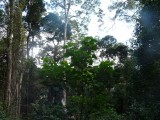 Meer bomen