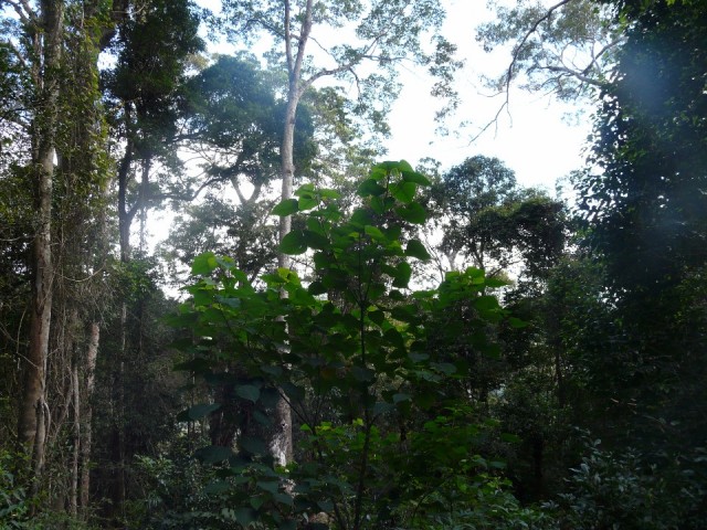 Meer bomen