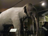 Hoe executeer je een olifant?
