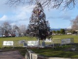 Fietsen kerstboom