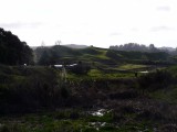 landschap