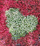 IMG_20190724_131830