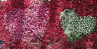 IMG_20190724_181127