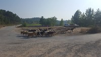 IMG-20190805-WA0000