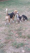 Puk met zijn kwelgeesten, 8 weken oude pups