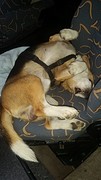 Puk diep in slaap na een lange wandeling naar Salou